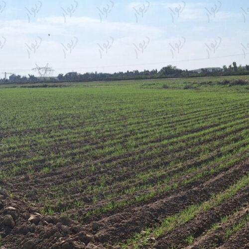 زمین کشاورزی در ابگرمک علیا ۵کیلومتری شوشتر
