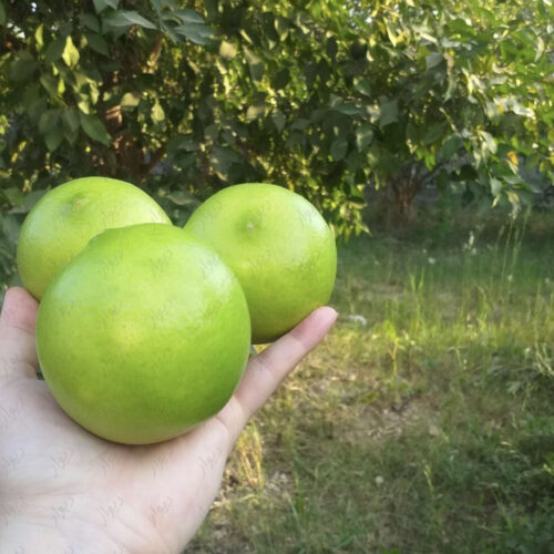باغ ۵۲۰ متری
