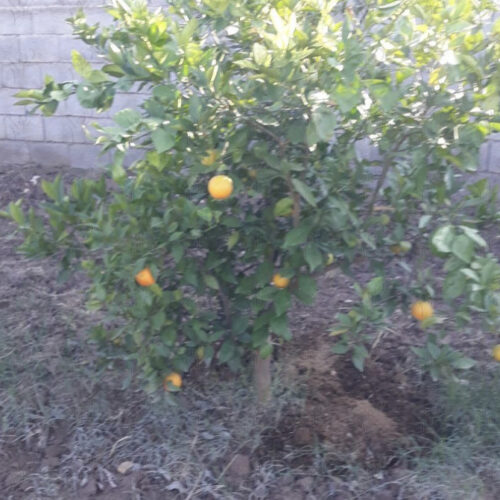 باغچه ۶۰۰ متری لوکیشن