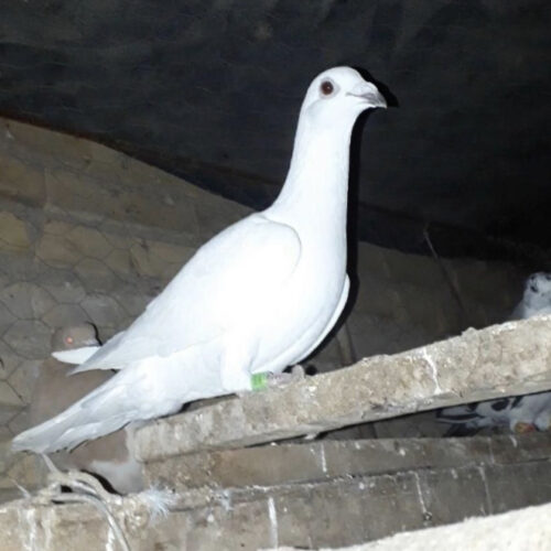 سفید دورگ
