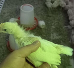 جوجه مرغ 15روزه 20روزه 1روزه