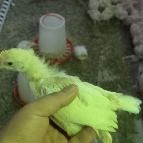 جوجه مرغ 15روزه 20روزه 1روزه