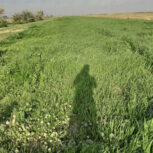 زرگان علف