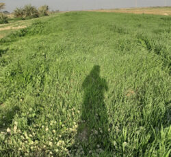 زرگان علف