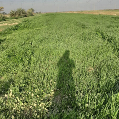 زرگان علف