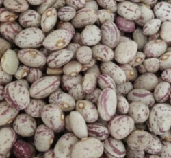 لوبیا چیتی دینارون