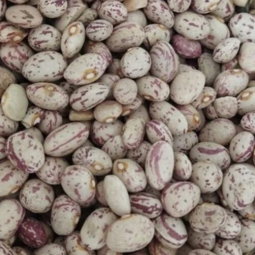 لوبیا چیتی دینارون