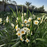 باغ فروشی
