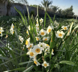 باغ فروشی