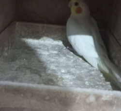 جفت عروس همراه باجوجه