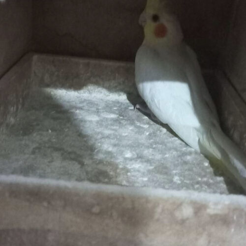 جفت عروس همراه باجوجه