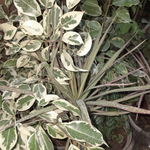 گل طبیعی