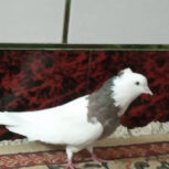 کیوتر