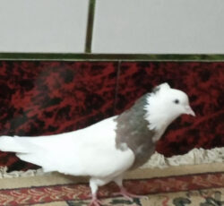 کیوتر