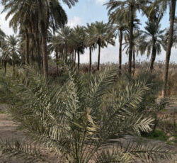 زمین دارای 700نخل