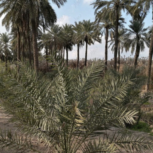 زمین دارای 700نخل