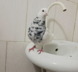 طوق الماسی نر