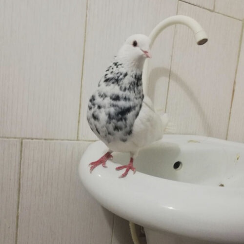 طوق الماسی نر