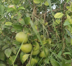 باغچه ۱۲۶۰ متری سنجر