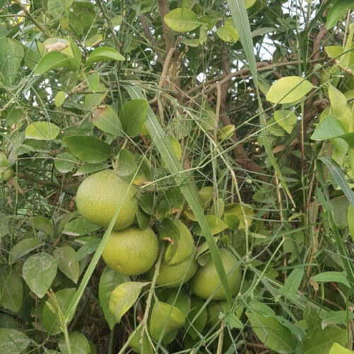 باغچه ۱۲۶۰ متری سنجر
