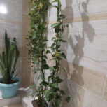 گل طبیعی