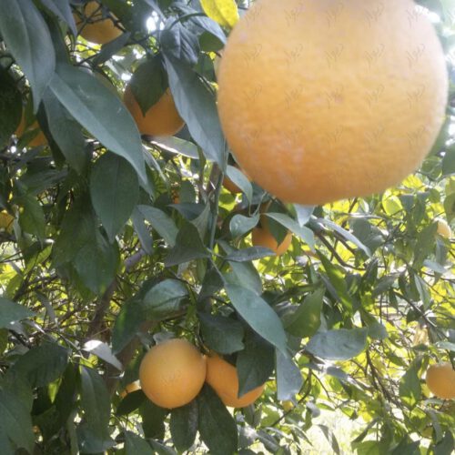 ۱۰۰۰مترباغچه دزفول