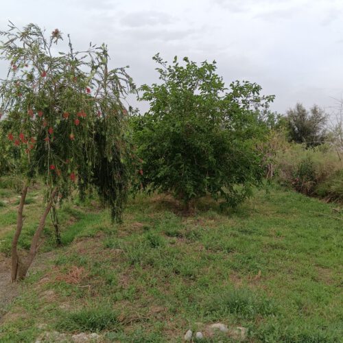 فروش بتغ