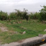 فروش بتغ