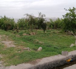 فروش بتغ