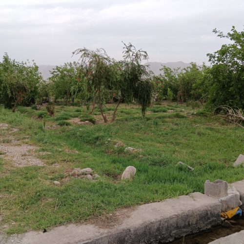 فروش بتغ