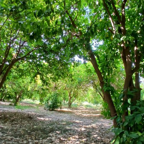 فروش باغچه شمس آباد داخل مجموعه