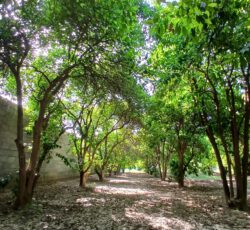فروش باغچه شمس آباد داخل مجموعه