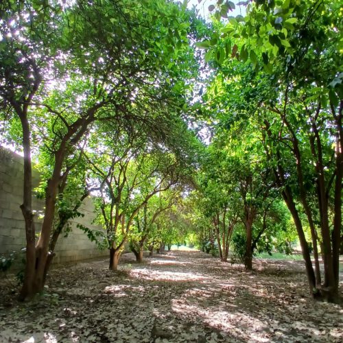 فروش باغچه شمس آباد داخل مجموعه