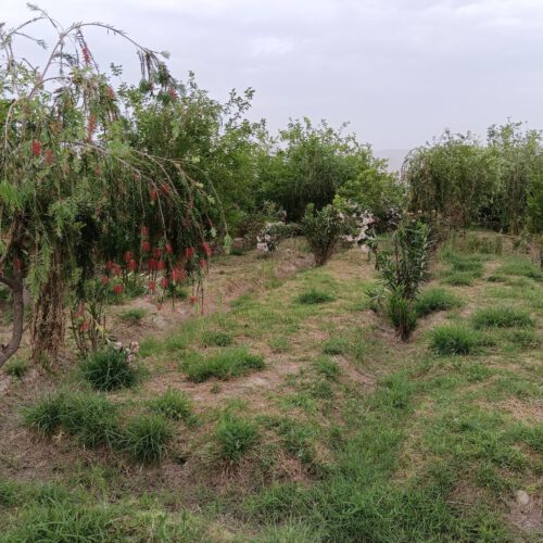 فروش بتغ