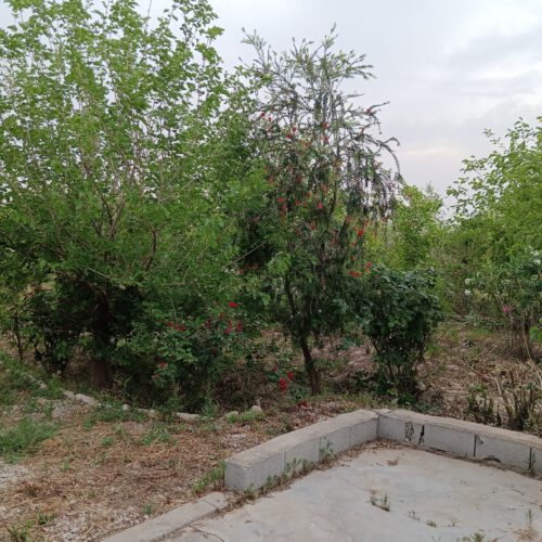 فروش بتغ