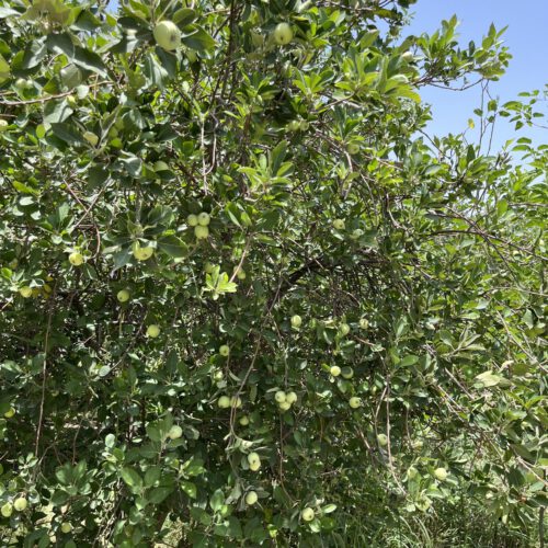 فروش باغ مرکبات 12 ساله