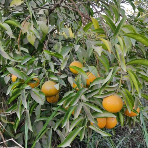 باغچه 1700 متری دزفول