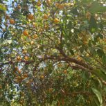 باغچه دوبر 700 متری