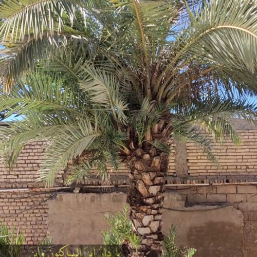 خانه 550 متری ویلایی حمیدیه