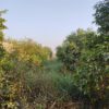 باغچه 1700 متری دزفول
