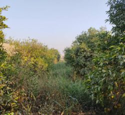 باغچه 1700 متری دزفول