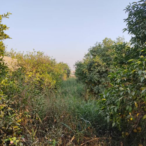 باغچه 1700 متری دزفول