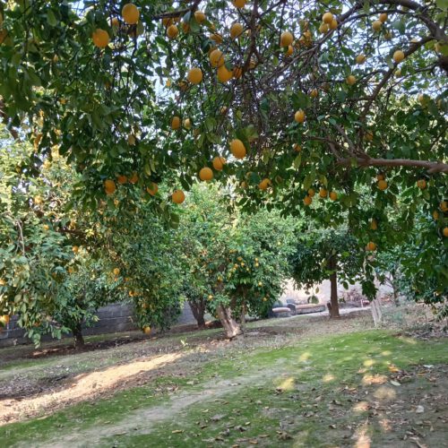 باغچه دوبر 700 متری