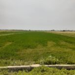 زمین کشاورزی