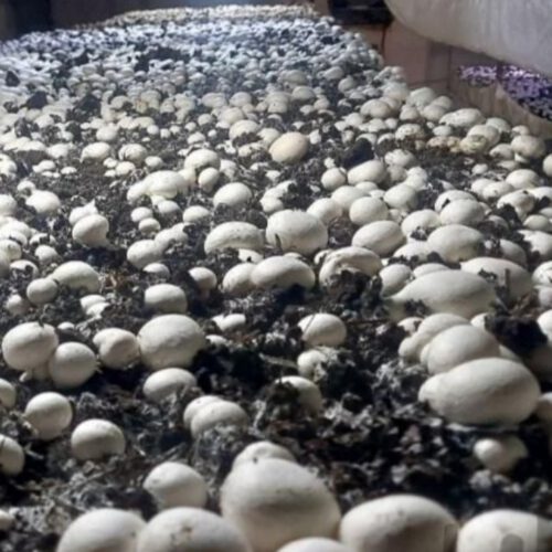 فروش کارگاه پرورش قارچ در شهرحمزه شیرین اب دزفول