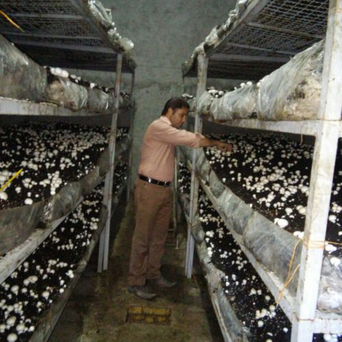 فروش کارگاه پرورش قارچ در شهرحمزه شیرین اب دزفول