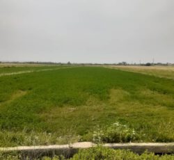 زمین کشاورزی