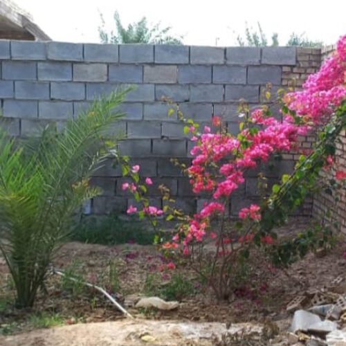 فروش دو قطعه 250 مترمربع زمین باغ