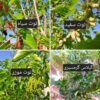 فروش باغچه 722 متر 650 ت