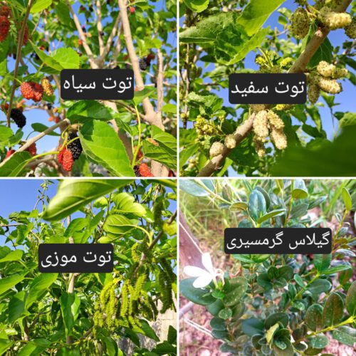 فروش باغچه 722 متر 650 ت